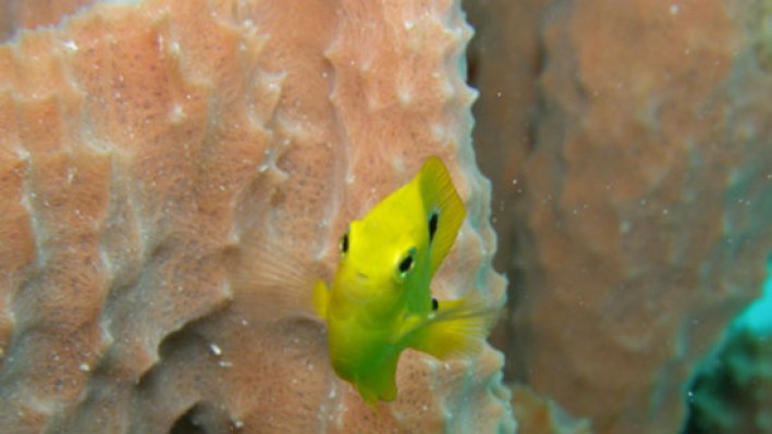 Damselfish (40)_127
